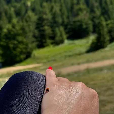 Planinski Vrhovi Jelac Daire Kopaonik